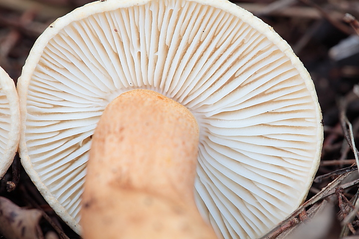 Ritrovamenti di oggi